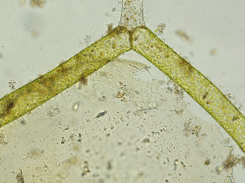 Hydrodictyon (reticulatum) #50024