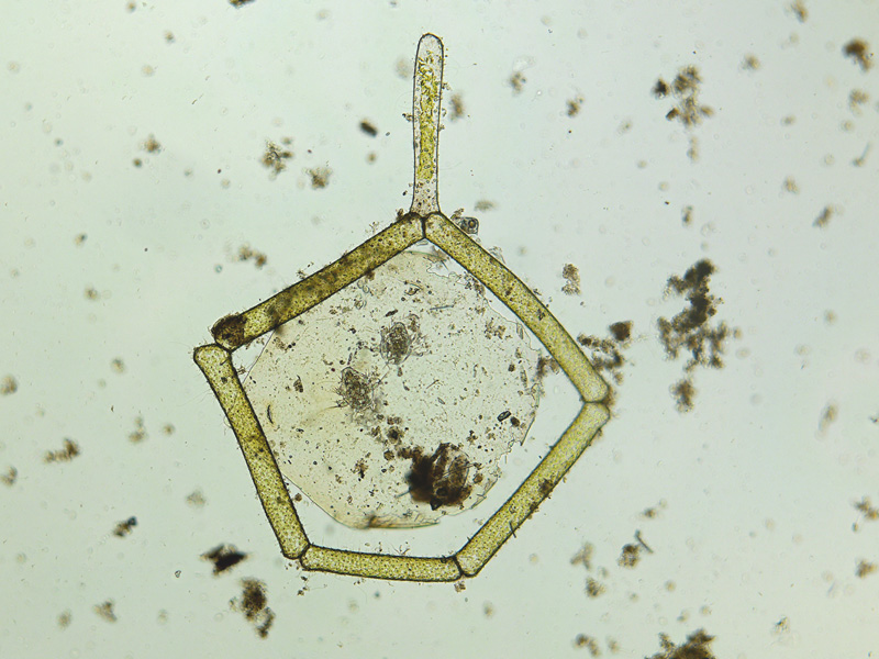 Hydrodictyon (reticulatum) #50023