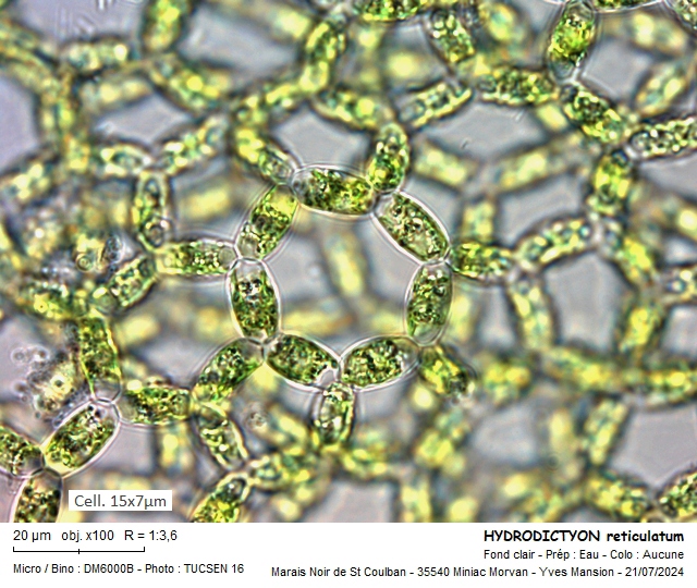 HYDRODICTYON reticulatum #79514