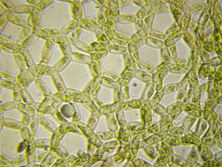 Hydrodictyon reticulatum (Linnaeus) Lagerheim #2388
