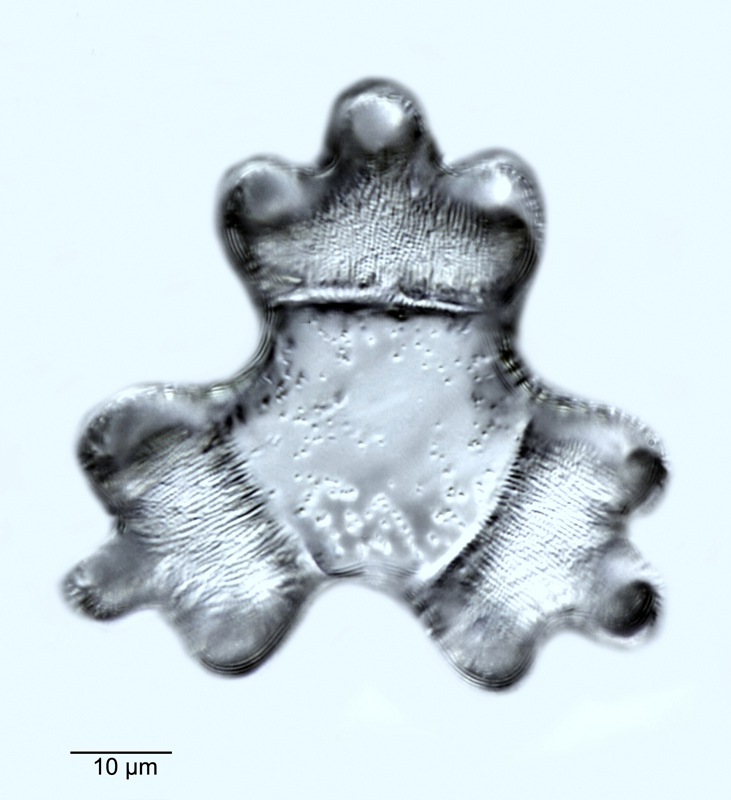 Hydrosera trifoliata #48162