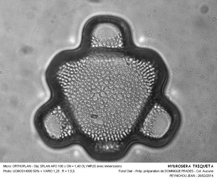 Hydrosera triquetra #36533
