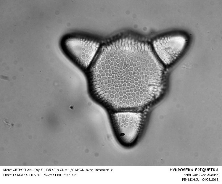 Hydrosera triquetra #33050