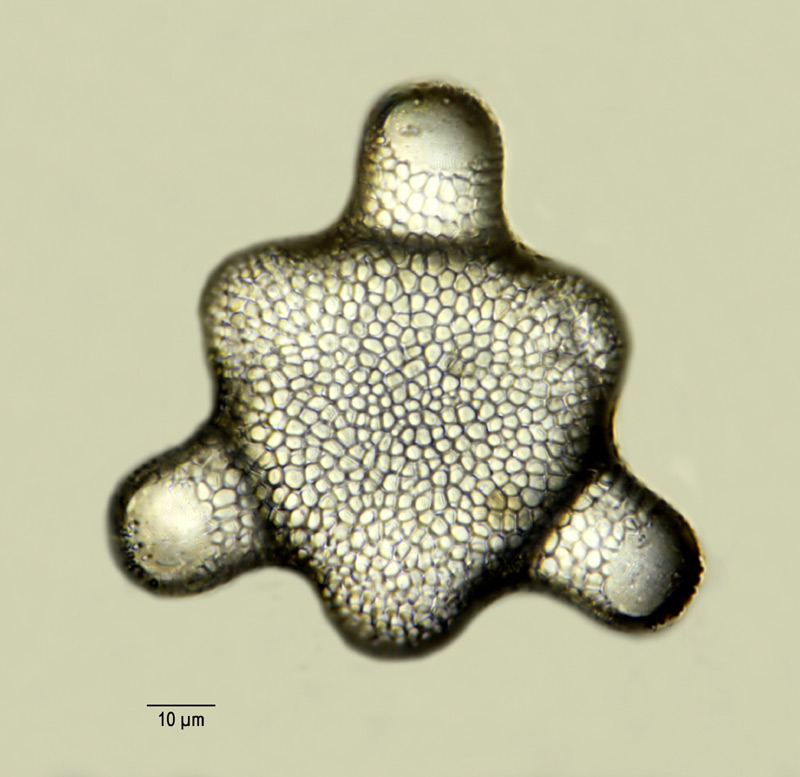 Hydrosera triquetra #14348