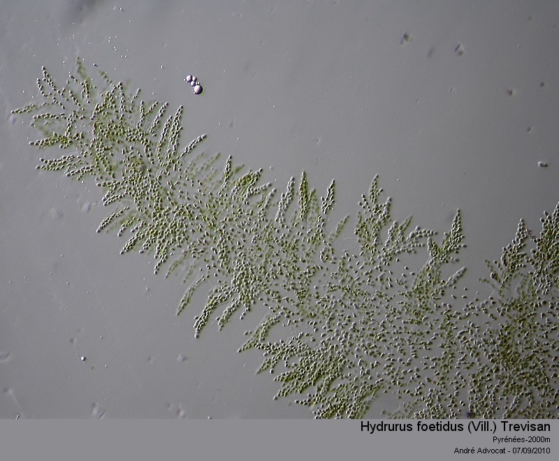 Hydrurus foetidus (Vill.) Trevisan #17949
