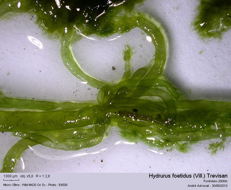 Hydrurus foetidus (Vill.) Trevisan #17948