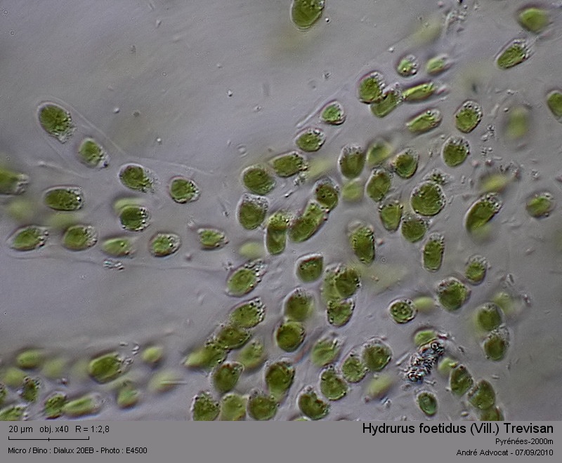Hydrurus foetidus (Vill.) Trevisan #17954