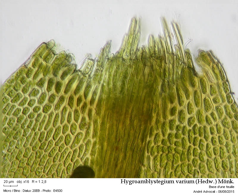 Hygroamblystegium varium (Hedw.) Mönk. #41852