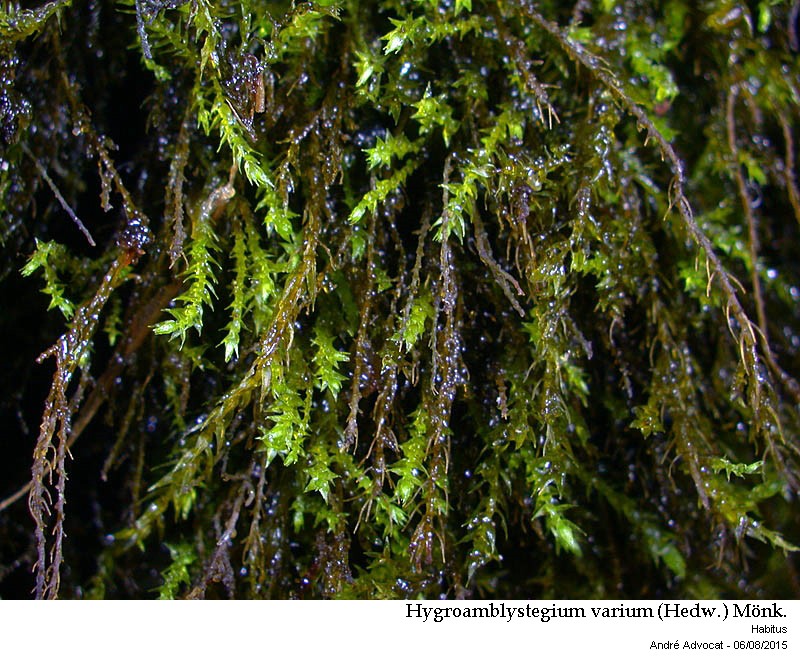 Hygroamblystegium varium (Hedw.) Mönk. #41846