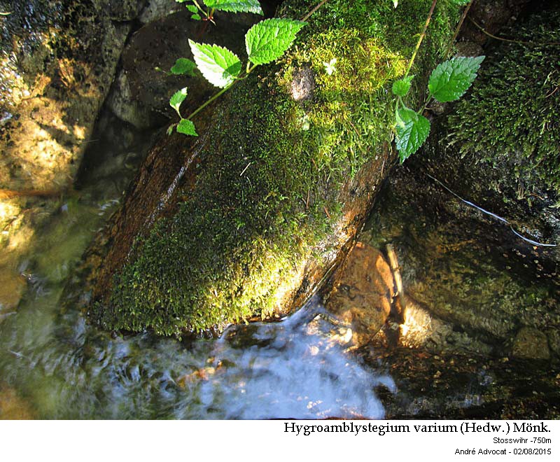 Hygroamblystegium varium (Hedw.) Mönk. #41845