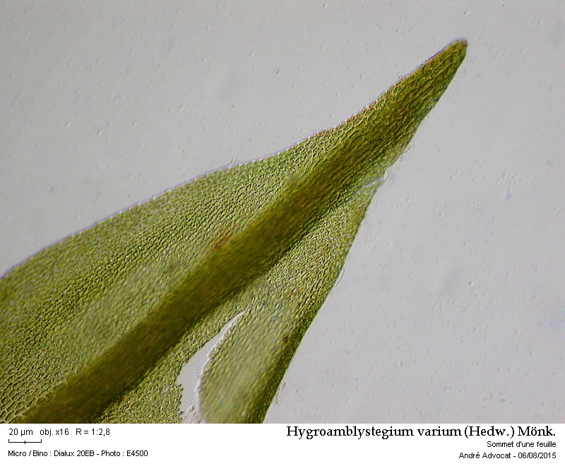 Hygroamblystegium varium (Hedw.) Mönk. #41848