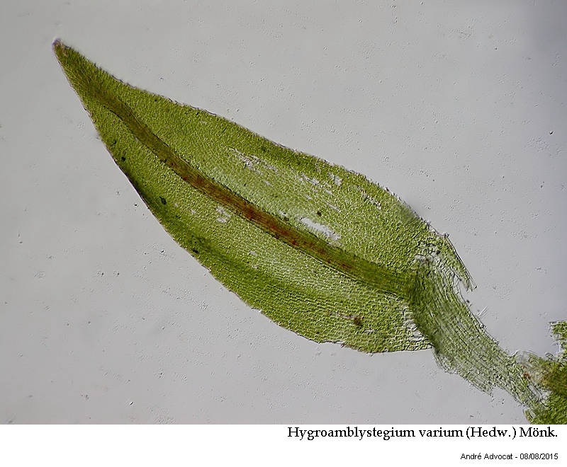 Hygroamblystegium varium (Hedw.) Mönk. #41847