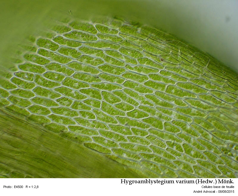 Hygroamblystegium varium (Hedw.) Mönk. #41851