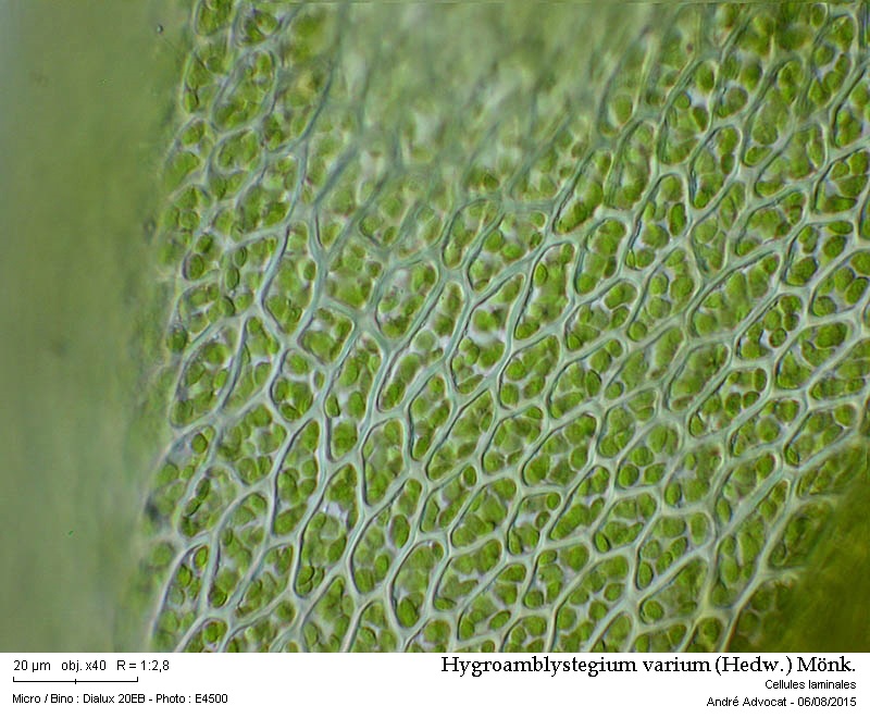 Hygroamblystegium varium (Hedw.) Mönk. #41850