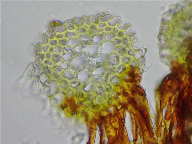 Hygrohypnum ochraceum (Turner ex Wilson) Loeske #66192