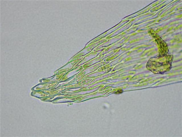 Hygrohypnum ochraceum (Turner ex Wilson) Loeske #66189