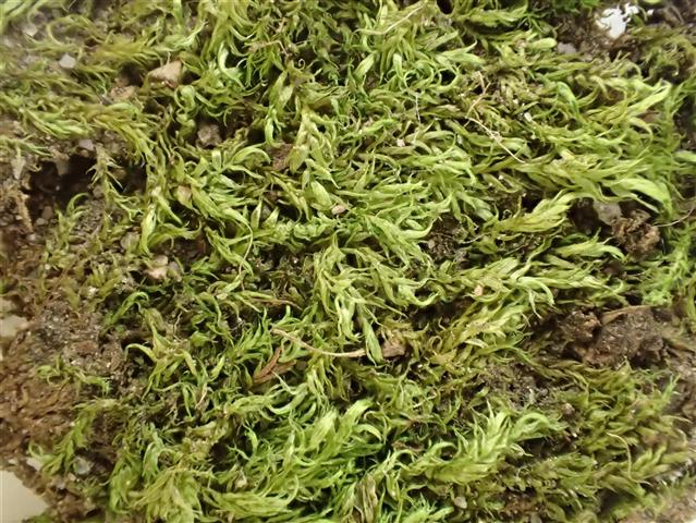 Hygrohypnum ochraceum (Turner ex Wilson) Loeske #66187