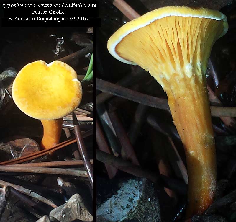 Hygrophoropsis aurantiaca - Fausse Girolle #44554
