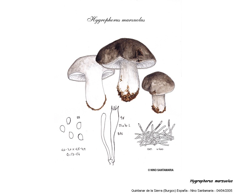 Hygrophorus marzuolus  (Fr.) Bres. #2879