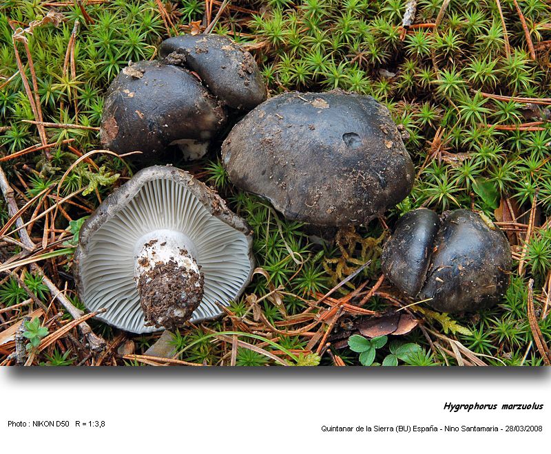 Hygrophorus marzuolus  (Fr.) Bres. #3011