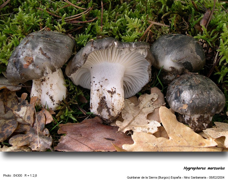 Hygrophorus marzuolus  (Fr.) Bres. #2880