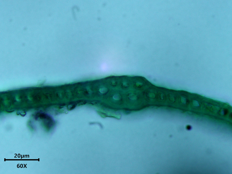 Hylocomiadelphus triquetrus (Hedw.) Ochyra & Stebel #85058