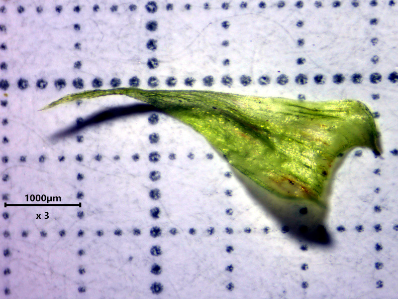 Hylocomiadelphus triquetrus (Hedw.) Ochyra & Stebel #85052