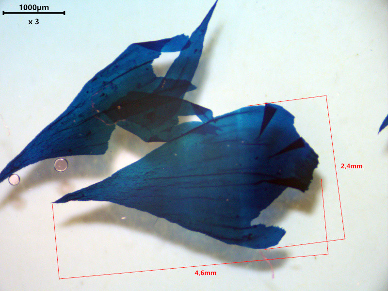 Hylocomiadelphus triquetrus (Hedw.) Ochyra & Stebel #85053