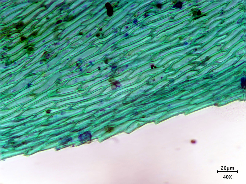 Hylocomiadelphus triquetrus (Hedw.) Ochyra & Stebel #85062