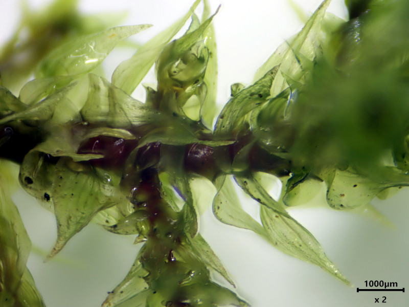 Hylocomiadelphus triquetrus (Hedw.) Ochyra & Stebel #85048