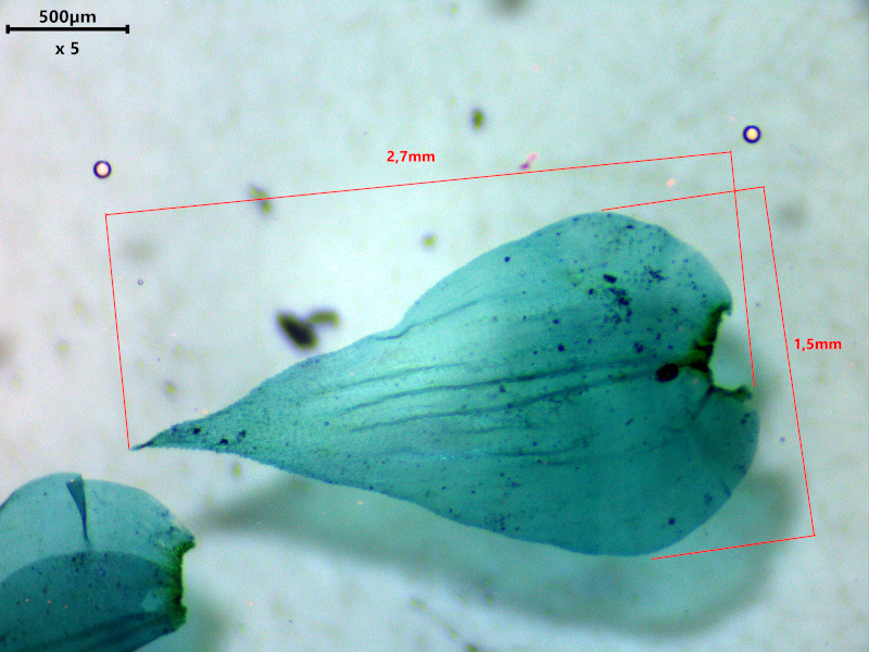 Hylocomiadelphus triquetrus (Hedw.) Ochyra & Stebel #85060