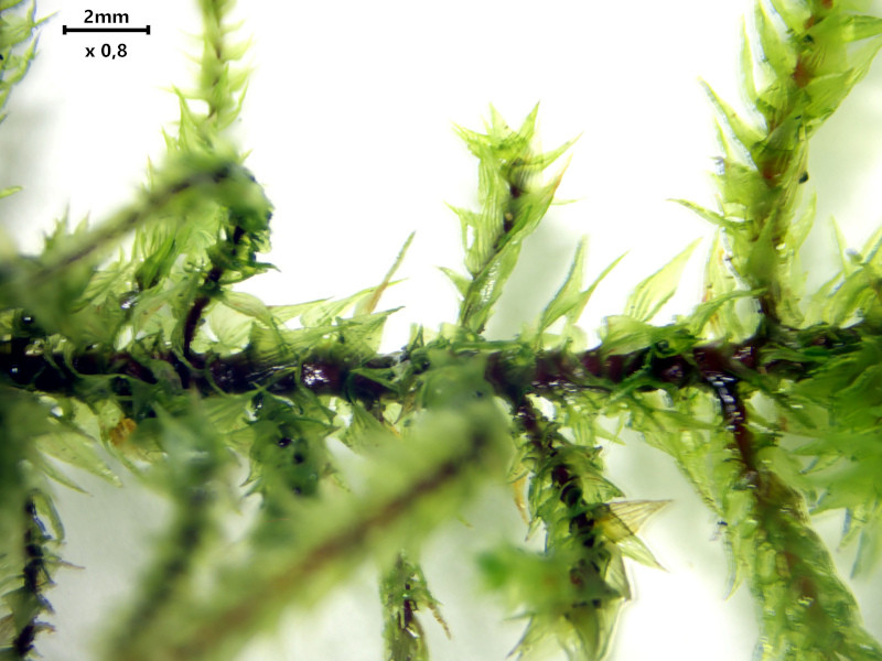 Hylocomiadelphus triquetrus (Hedw.) Ochyra & Stebel #85047