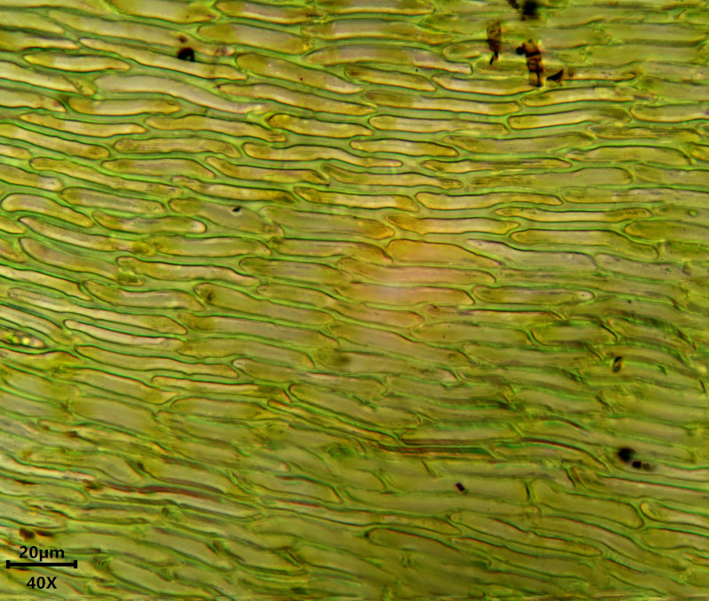 Hylocomiadelphus triquetrus (Hedw.) Ochyra & Stebel #85055