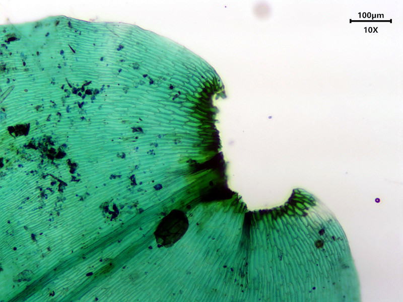 Hylocomiadelphus triquetrus (Hedw.) Ochyra & Stebel #85061