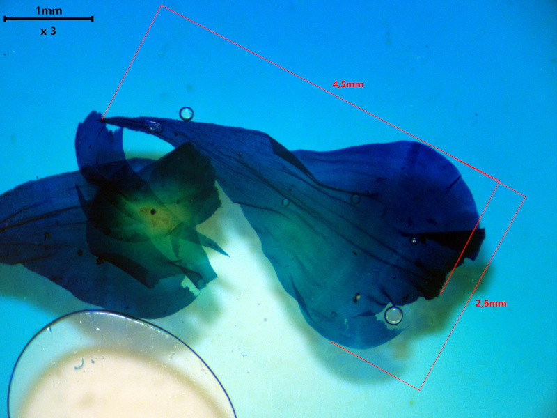 Hylocomiadelphus triquetrus (Hedw.) Ochyra & Stebel #85054