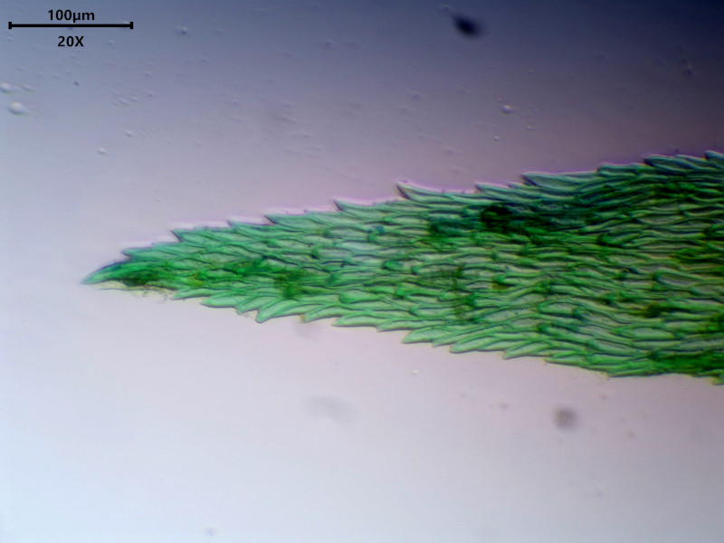 Hylocomiadelphus triquetrus (Hedw.) Ochyra & Stebel #85057