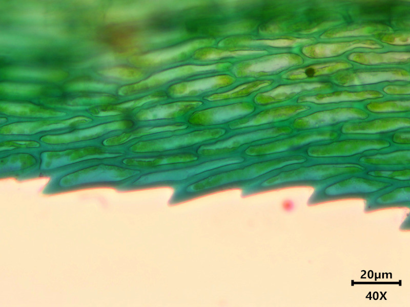Hylocomiadelphus triquetrus (Hedw.) Ochyra & Stebel #85056