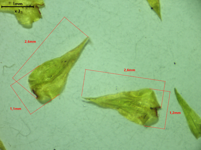 Hylocomiadelphus triquetrus (Hedw.) Ochyra & Stebel #85059