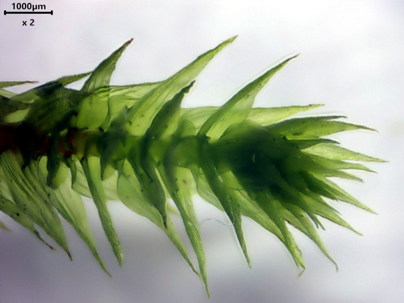 Hylocomiadelphus triquetrus (Hedw.) Ochyra & Stebel #85049