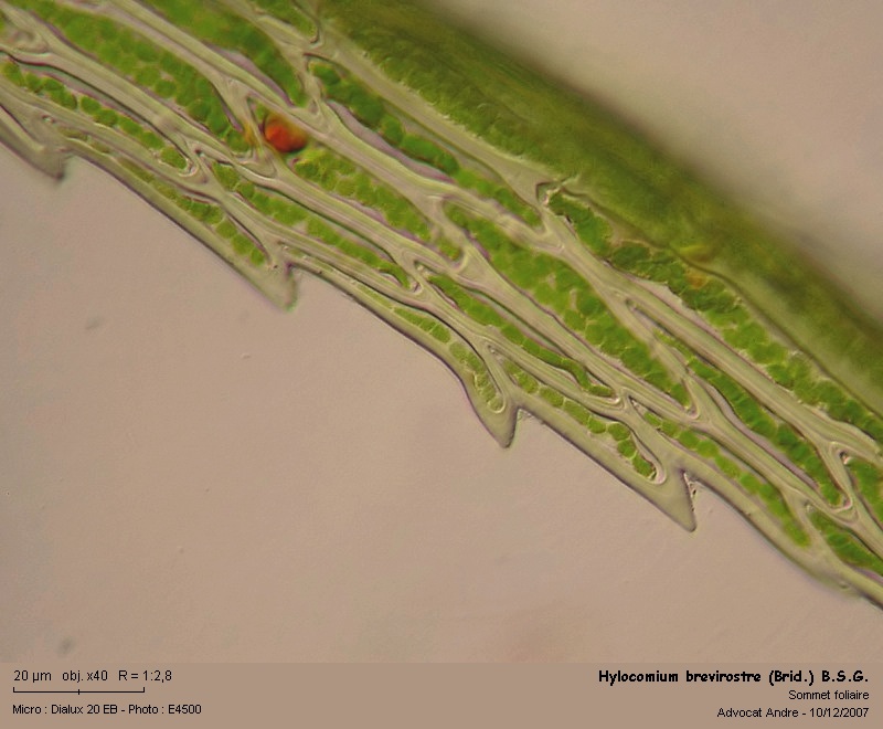 Hylocomium brevirostre (Brid.) B.S.G. #1239