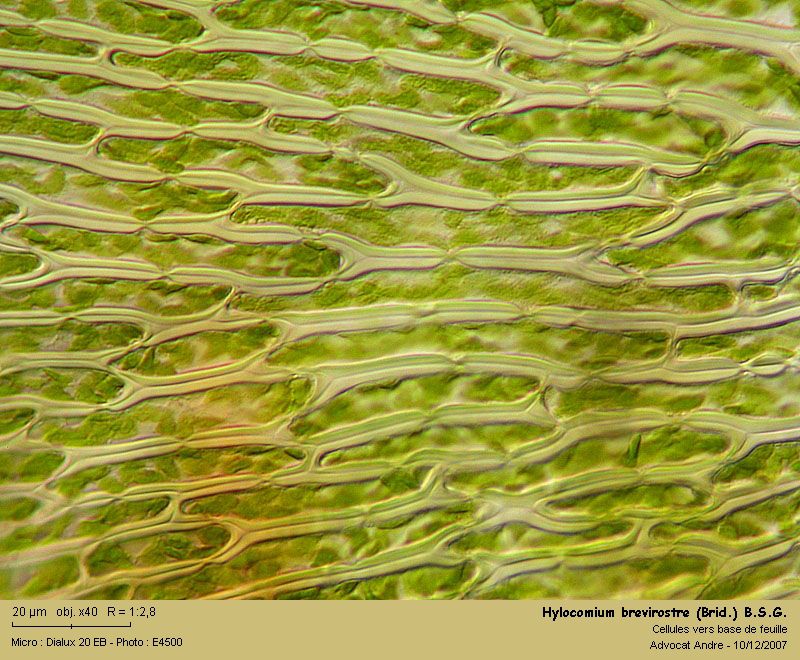 Hylocomium brevirostre (Brid.) B.S.G. #1237