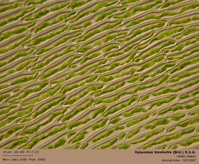 Hylocomium brevirostre (Brid.) B.S.G. #1236