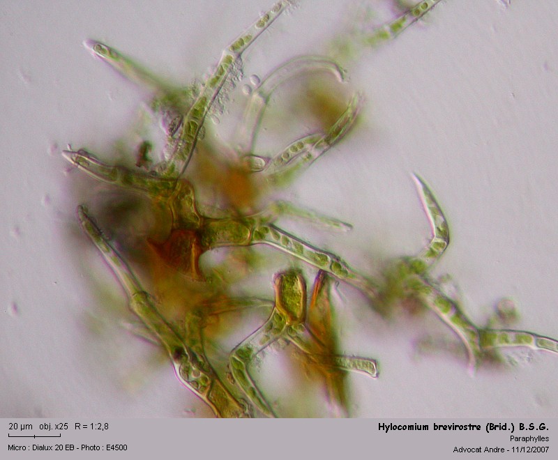 Hylocomium brevirostre (Brid.) B.S.G. #1247