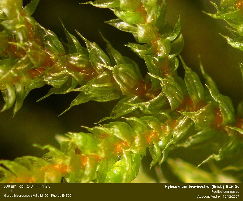 Hylocomium brevirostre (Brid.) B.S.G. #8358