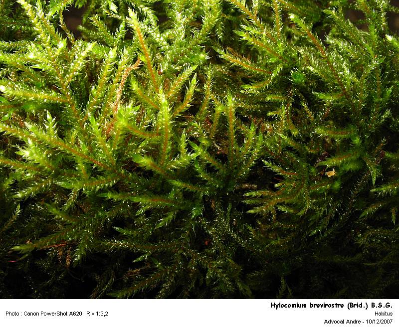 Hylocomium brevirostre (Brid.) B.S.G. #8356