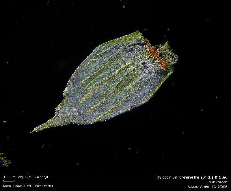 Hylocomium brevirostre (Brid.) B.S.G. #8360