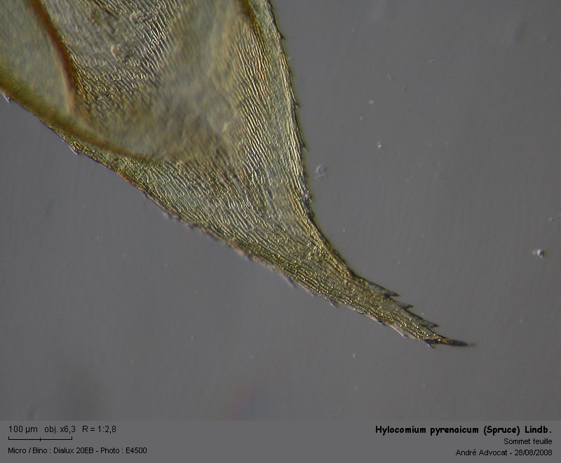 Hylocomium pyrenaicum (Spruce) Lindb. #5278