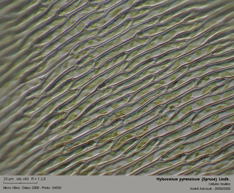 Hylocomium pyrenaicum (Spruce) Lindb. #5280