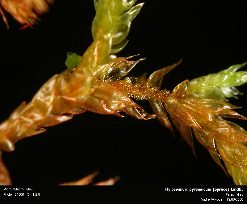 Hylocomium pyrenaicum (Spruce) Lindb. #5178