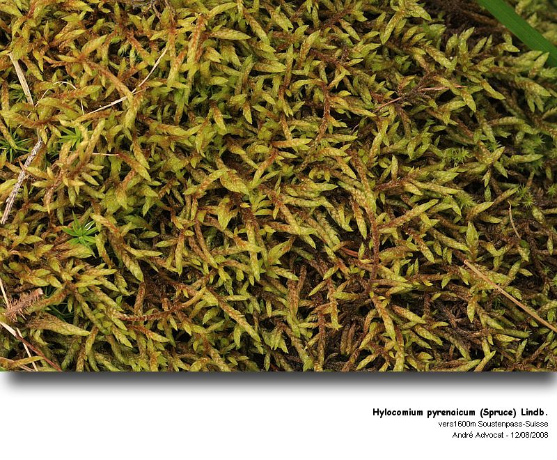 Hylocomium pyrenaicum (Spruce) Lindb. #5175
